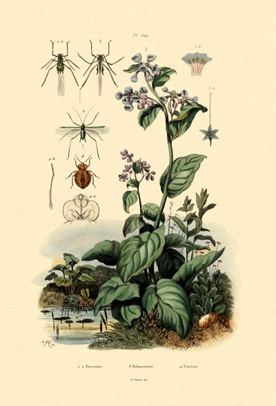 Plantlice by French School